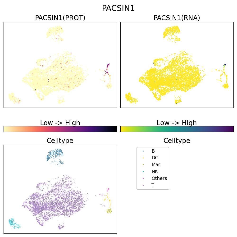 Protein kinase C and casein kinase substrate in neurons protein 1, involved in endocytosis and actin dynamics. UMAP shows human PBMCs stimulated with anti-CD3/CD28 for 4h