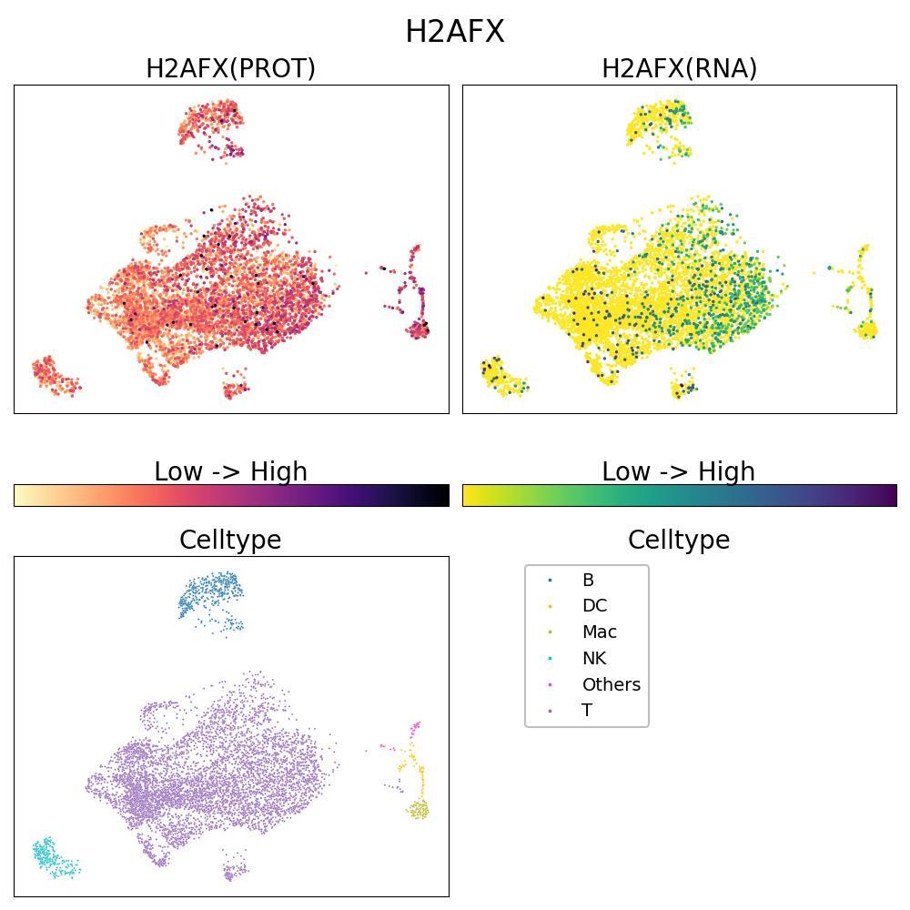 H2A histone family member X, involved in DNA repair and chromatin structure. UMAP shows human PBMCs stimulated with anti-CD3/CD28 for 4h