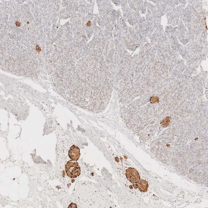 Immunohistochemistry (IHC) staining of human pancreas tissue using Chromogranin A Monoclonal antibody (60135-2-Ig)