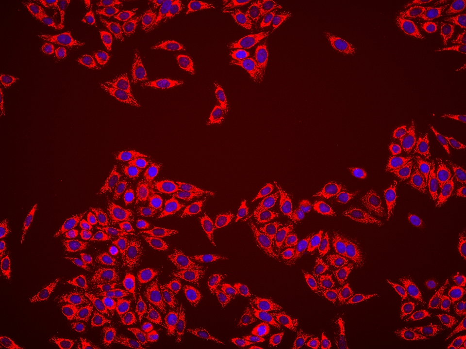 Immunofluorescence (IF) / fluorescent staining of HepG2 cells using citrate synthase Monoclonal antibody (67784-1-Ig)