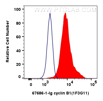 Flow cytometry (FC) experiment of HeLa cells using cyclin B1 Monoclonal antibody (67686-1-Ig)