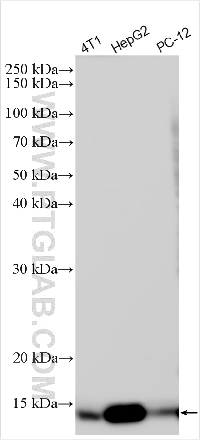 Western Blot (WB) analysis of various lysates using cystatin c Polyclonal antibody (31116-1-AP)