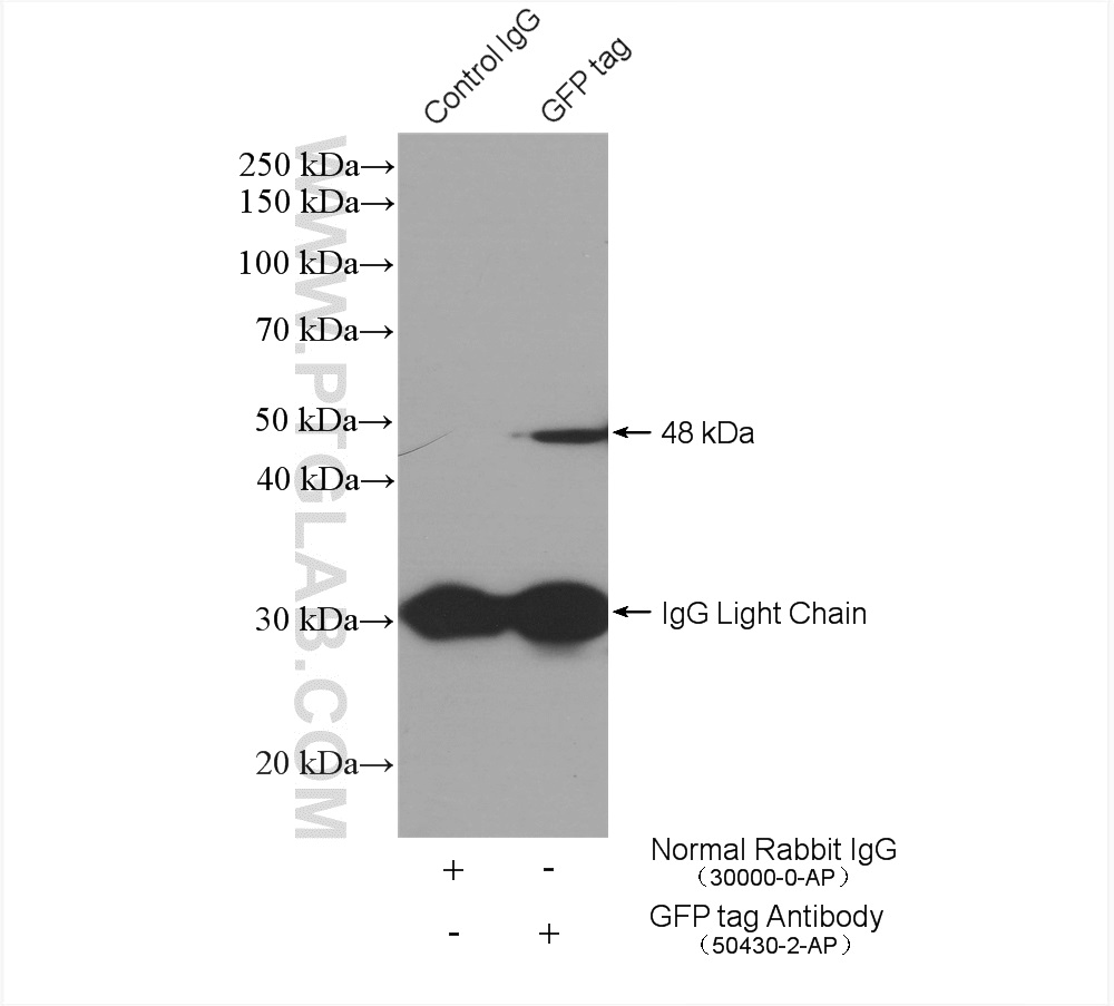 Immunoprecipitation (IP) experiment of Transfected HEK-293 cells using GFP tag Polyclonal antibody (50430-2-AP)