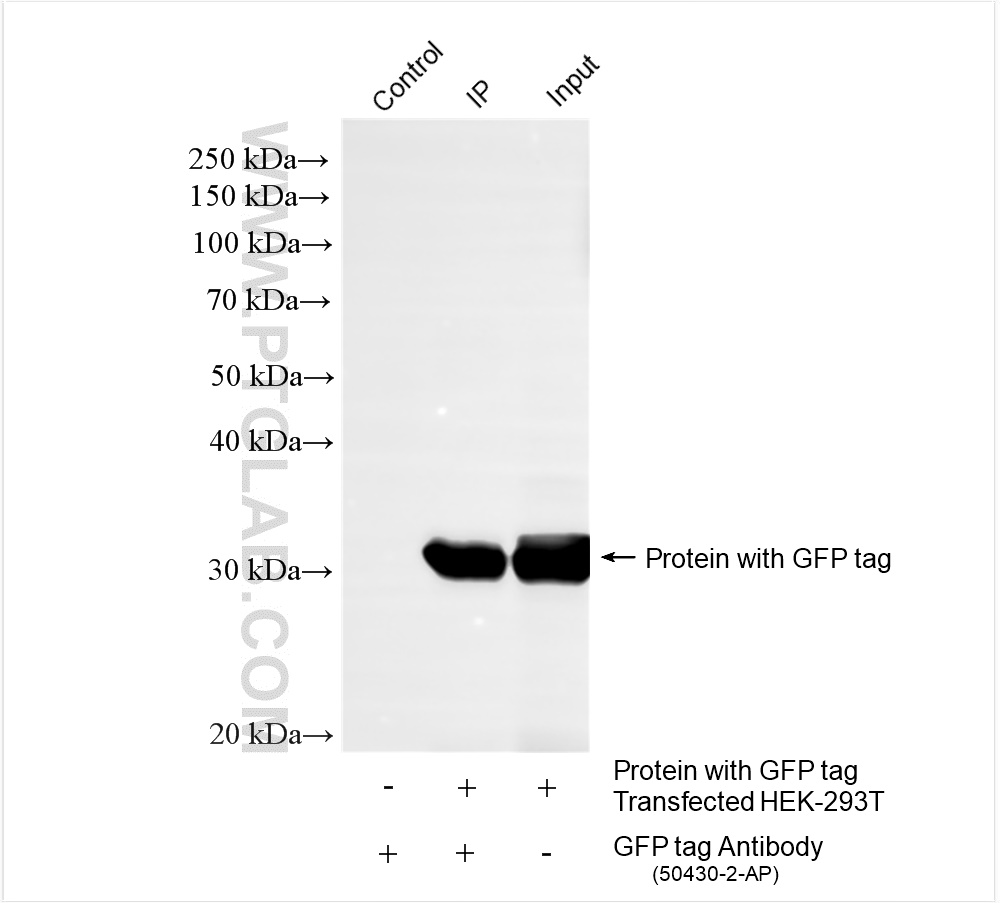 Immunoprecipitation (IP) experiment of Transfected HEK-293T cells using GFP tag Polyclonal antibody (50430-2-AP)