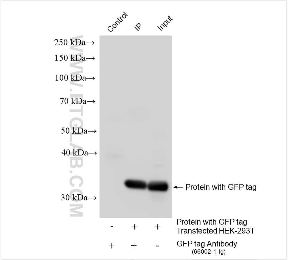 Immunoprecipitation (IP) experiment of Transfected HEK-293T cells using GFP tag Monoclonal antibody (66002-1-Ig)