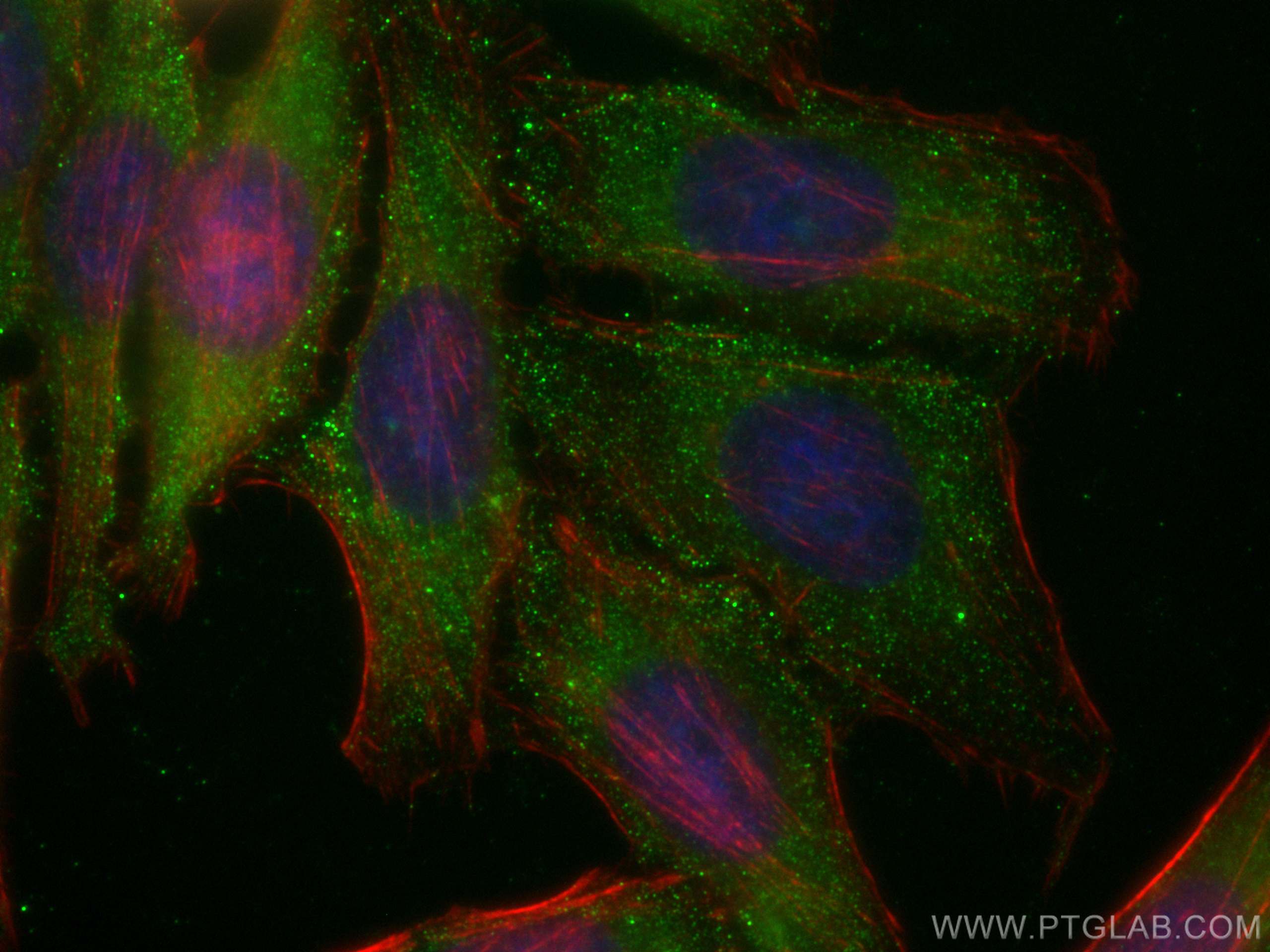 Immunofluorescence (IF) / fluorescent staining of HepG2 cells using CoraLite® Plus 488-conjugated eRF3a/GSPT1 Monoclon (CL488-68217)