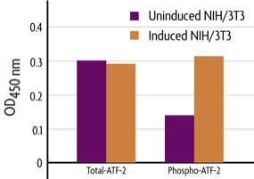 Measurement of phosphorylated ATF-2 and total ATF-2 using the FACE ATF-2 Cell Based ELISA (In Cell Western) method.