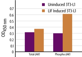 Measurement of phosphorylated JAK1 (Y1022/Y1023) and total JAK1 using the FACE JAK1 Cell Based ELISA (In Cell Western) method.