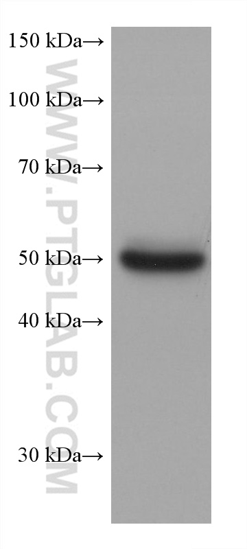 Western Blot (WB) analysis of human plasma using fetuin-B Monoclonal antibody (67002-1-Ig)