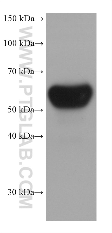 Western Blot (WB) analysis of rabbit serum using fetuin-B Monoclonal antibody (67002-1-Ig)