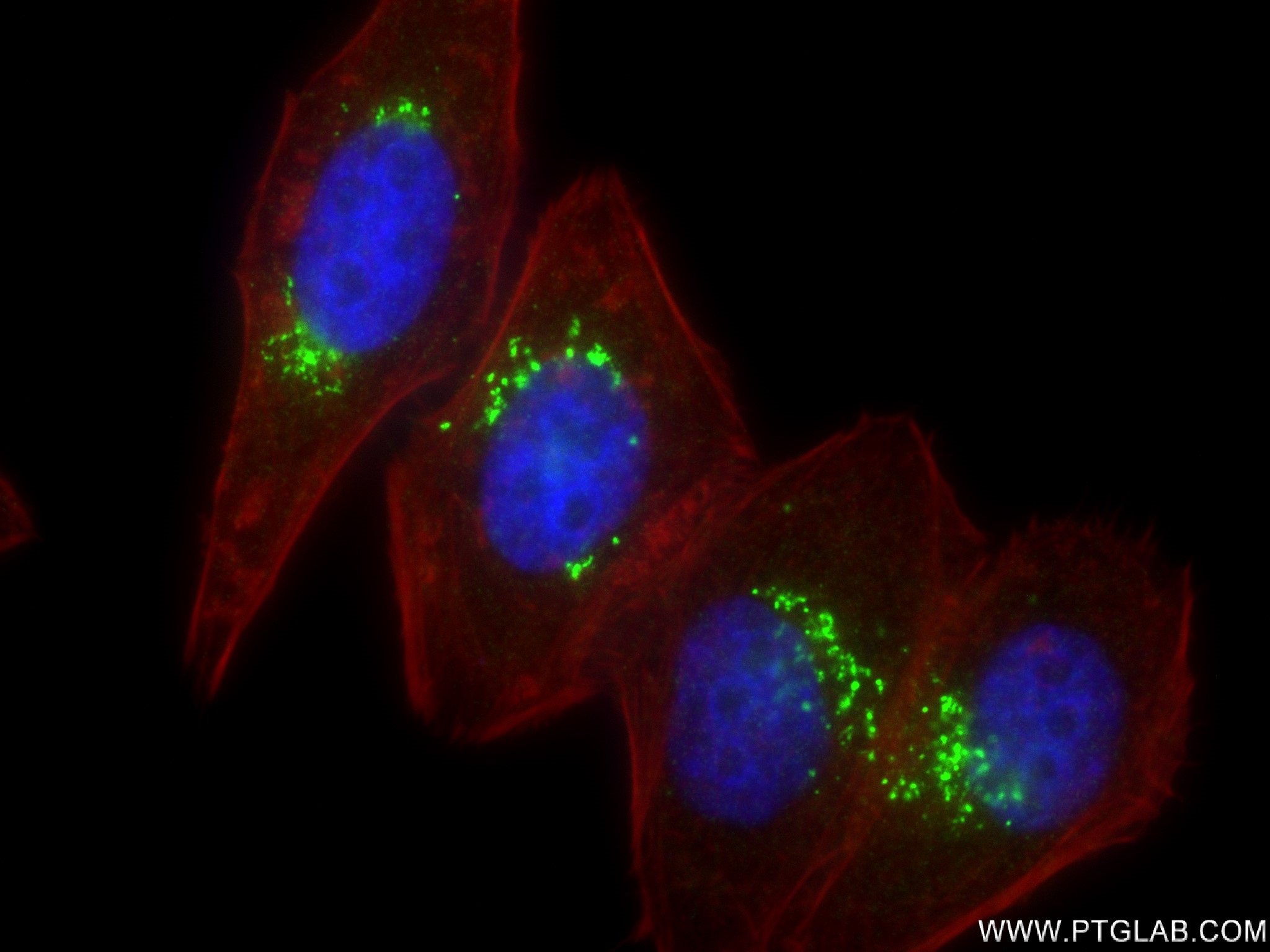 Immunofluorescence (IF) / fluorescent staining of HepG2 cells using golgin 97 Recombinant antibody (83009-4-RR)