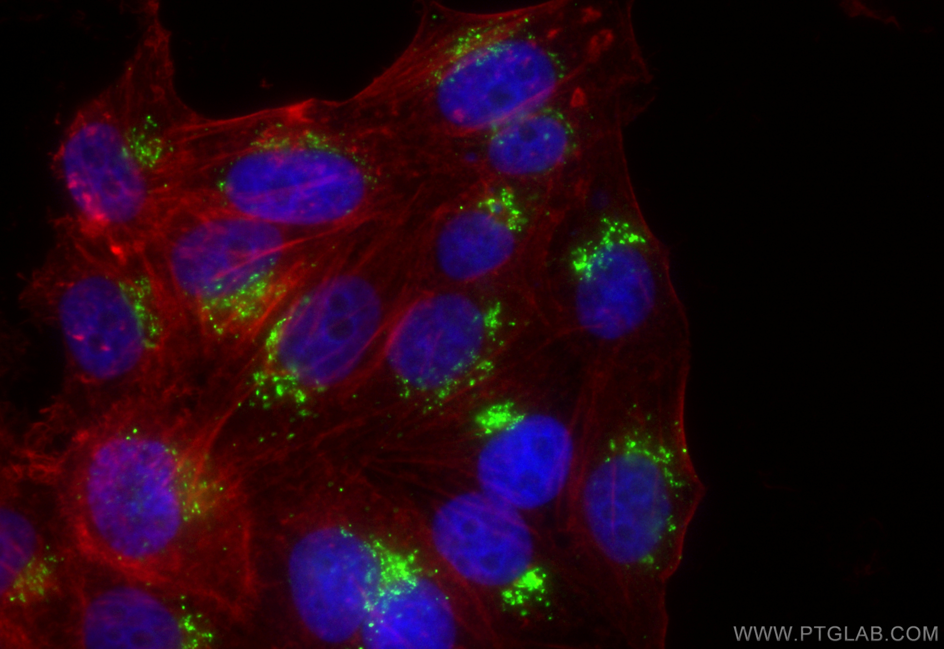 Immunofluorescence (IF) / fluorescent staining of HepG2 cells using CoraLite® Plus 488-conjugated golgin 97 Recombinan (CL488-83009-4)