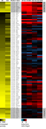 Heatmap data showing the untreated activity and induction response for each construct in the Hypoxia Pathway Profiling Plate using HT1080 human fibrosarcoma cells and HCT116 human colorectal cancer cells incubated at 1% oxygen for 24 hours or treated with 100 µM DFO for 24 hours