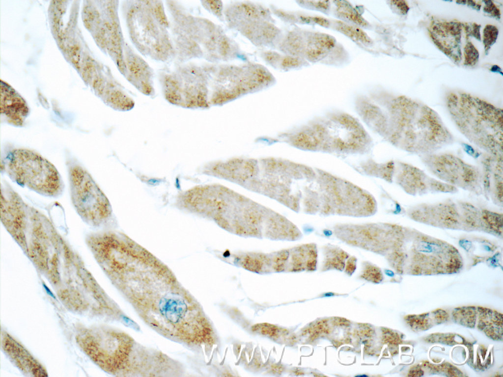 Immunohistochemistry (IHC) staining of human heart tissue using humanin Polyclonal antibody (25885-1-AP)