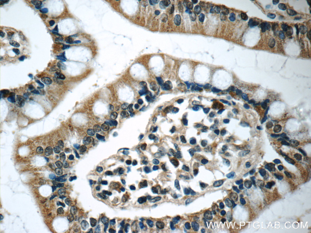 Immunohistochemistry (IHC) staining of human small intestine tissue using humanin Polyclonal antibody (25885-1-AP)