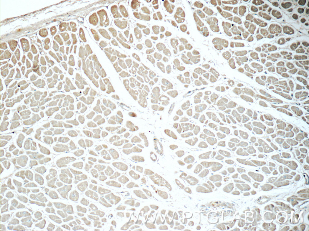 Immunohistochemistry (IHC) staining of human heart tissue using humanin Polyclonal antibody (25886-1-AP)