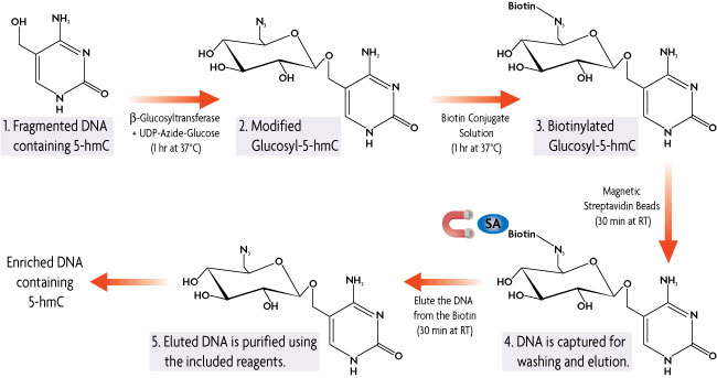 Flow Chart of the Hydroxymethyl Collector method to enrich for 5-hydroxymethylcytosine DNA using a biotin capture method