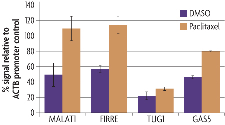 Graph showing lncRNA promoter activity of FIRRE, GAS5, MALAT1 and GAS5 in response to paclitaxel stimulation