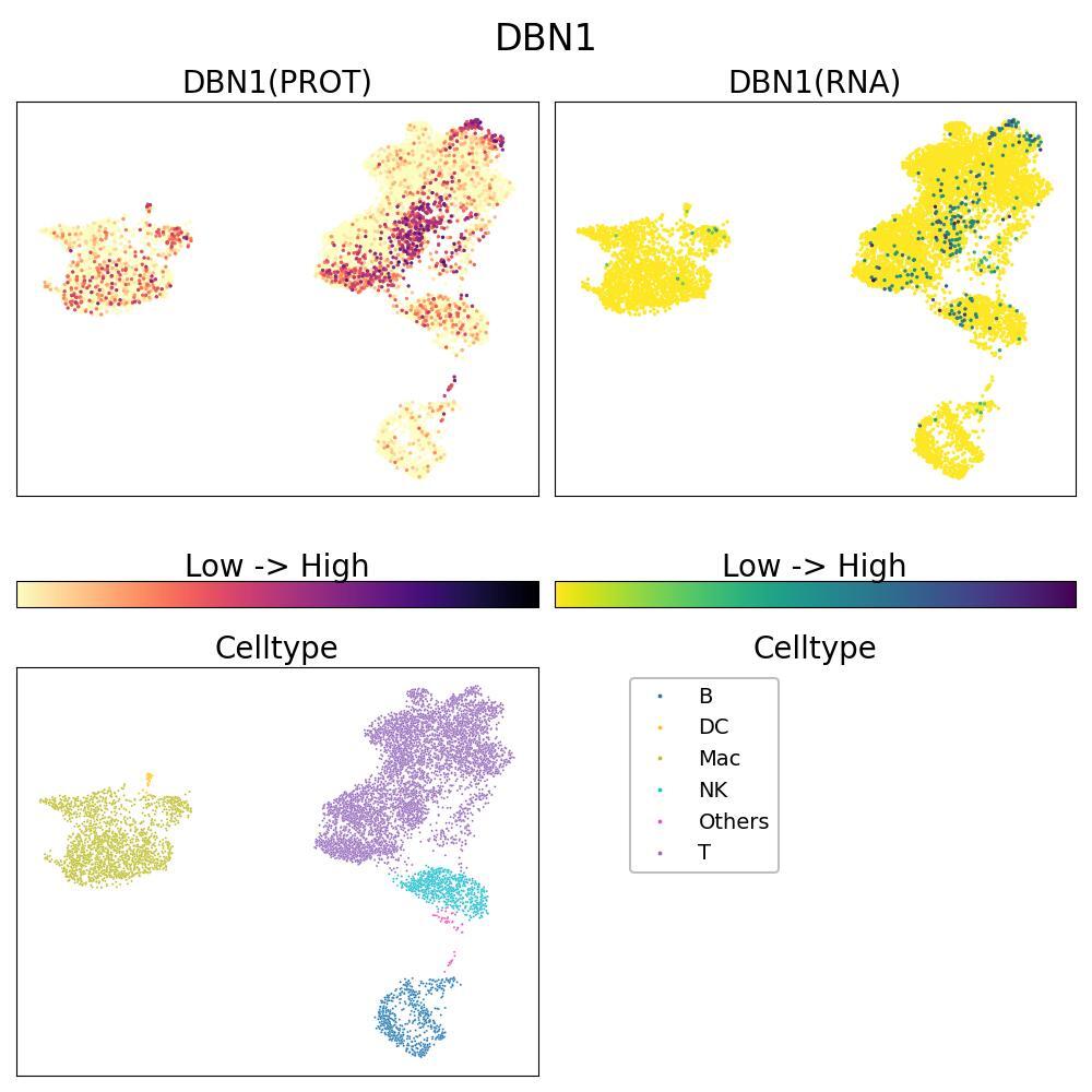 Drebrin 1, involved in dendritic spine morphogenesis and synaptic plasticity. UMAP shows human PBMCs stimulated with LPS for 4h 