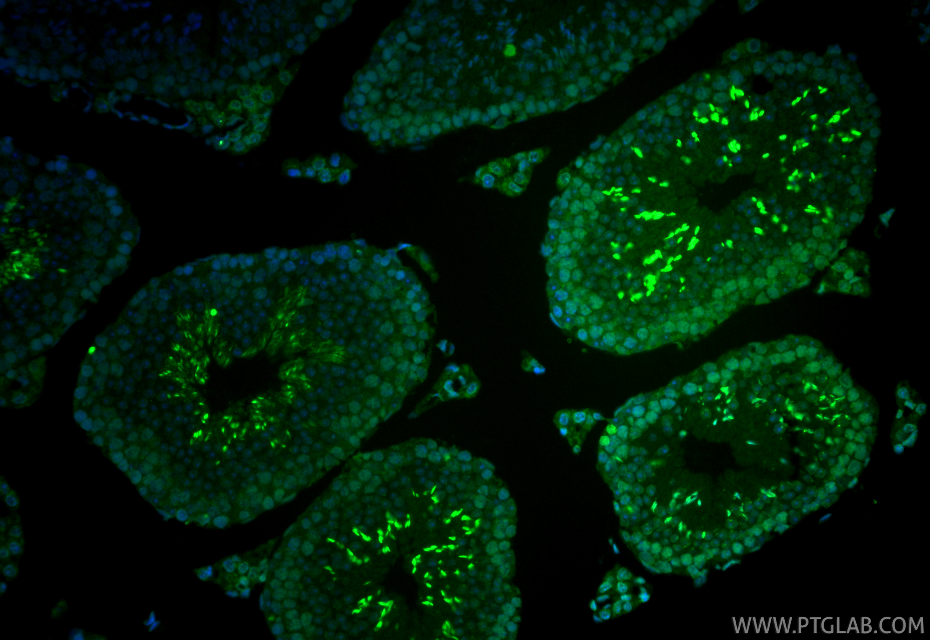 Immunofluorescence (IF) / fluorescent staining of mouse testis tissue using CoraLite® Plus 488-conjugated m6A Monoclonal antib (CL488-68055)