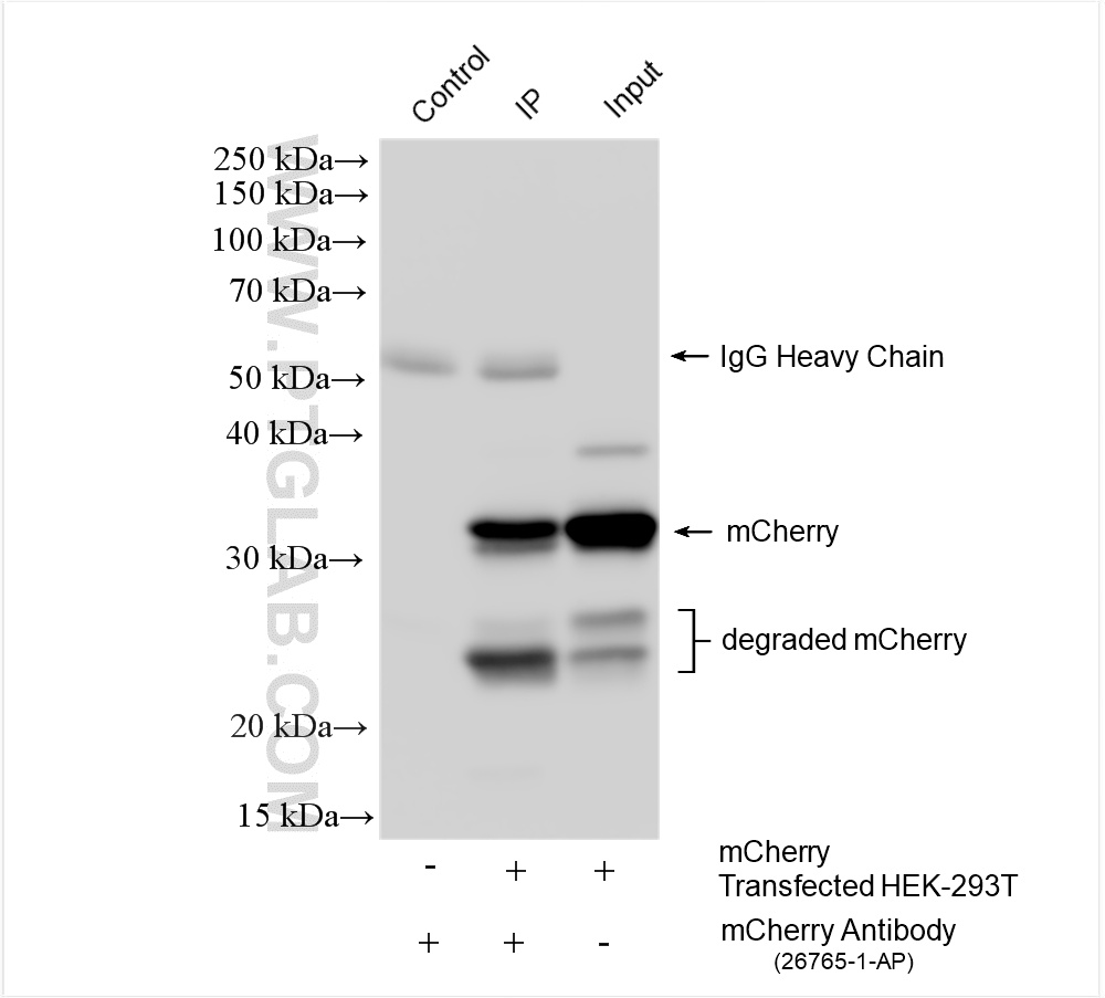 Immunoprecipitation (IP) experiment of Transfected HEK-293T cells using mCherry Polyclonal antibody (26765-1-AP)