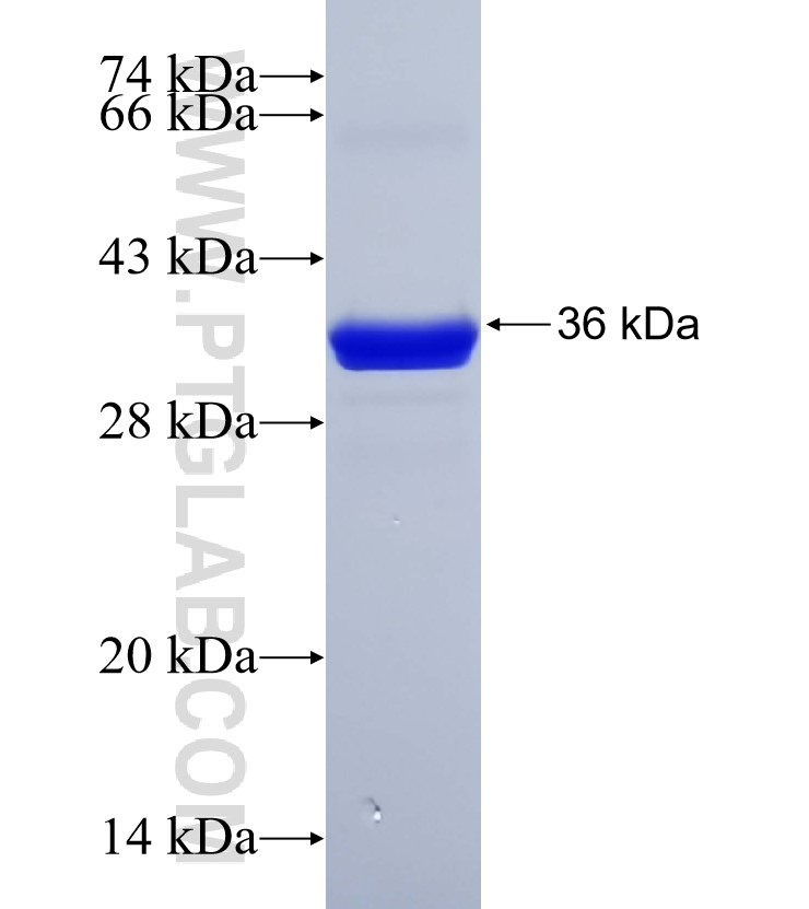 mCherry fusion protein Ag25329 SDS-PAGE