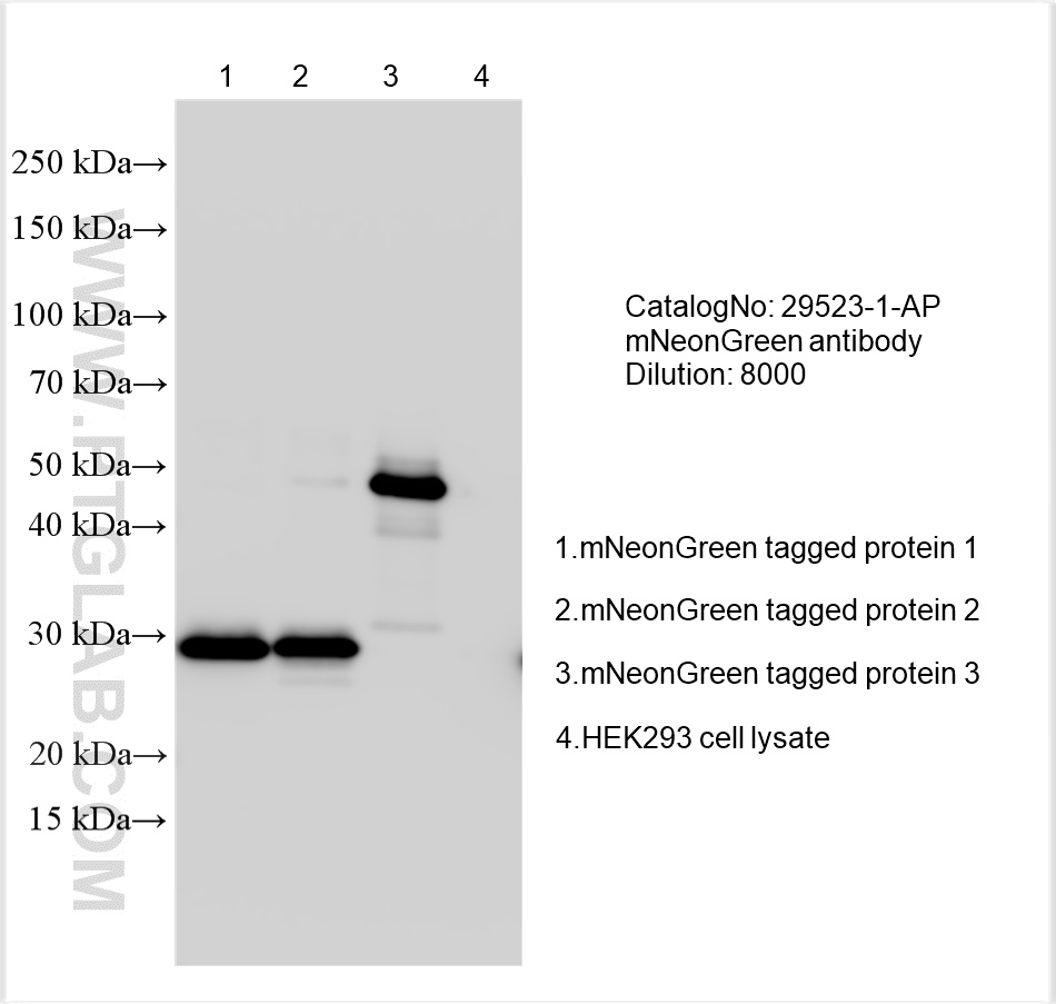 Western Blot (WB) analysis of various lysates using mNeonGreen Polyclonal antibody (29523-1-AP)