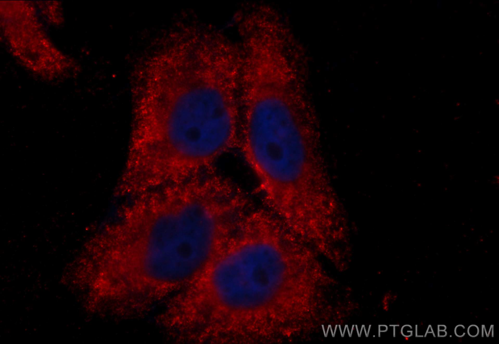 Immunofluorescence (IF) / fluorescent staining of HepG2 cells using CoraLite®594-conjugated mTOR Monoclonal antibody (CL594-66888)
