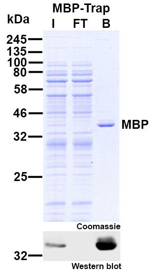 Immunoprecipitation of maltose binding protein (MBP) from E. coli cell extract. The Western blot shows the very high effectivity of the MBP-Trap: No MBP is left in Flow-Through lane.I: Input, FT: Flow-Through, B: Bound.