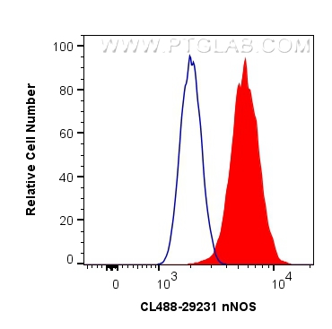 Flow cytometry (FC) experiment of HeLa cells using CoraLite® Plus 488-conjugated nNOS Polyclonal anti (CL488-29231)