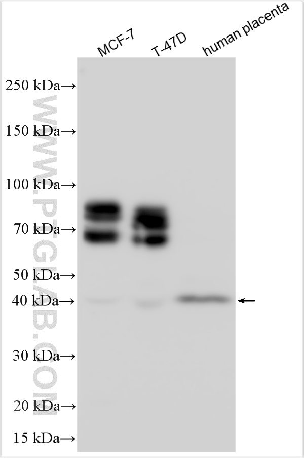 Western Blot (WB) analysis of various lysates using Nectin-4/PVRL4 Polyclonal antibody (21903-1-AP)