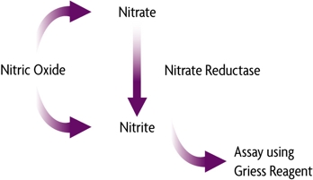 Schematic showing the breakdown of nitric oxide into nitrate then nitrite, assayed using Griess Reagent