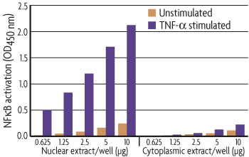 Specific extraction of nuclear and cytoplasmic extracts using the Nuclear Extract Kit