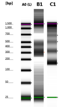 Comparison of intact nucleosomes and purified DNA shows gel shift for assembled nucleosomes.
