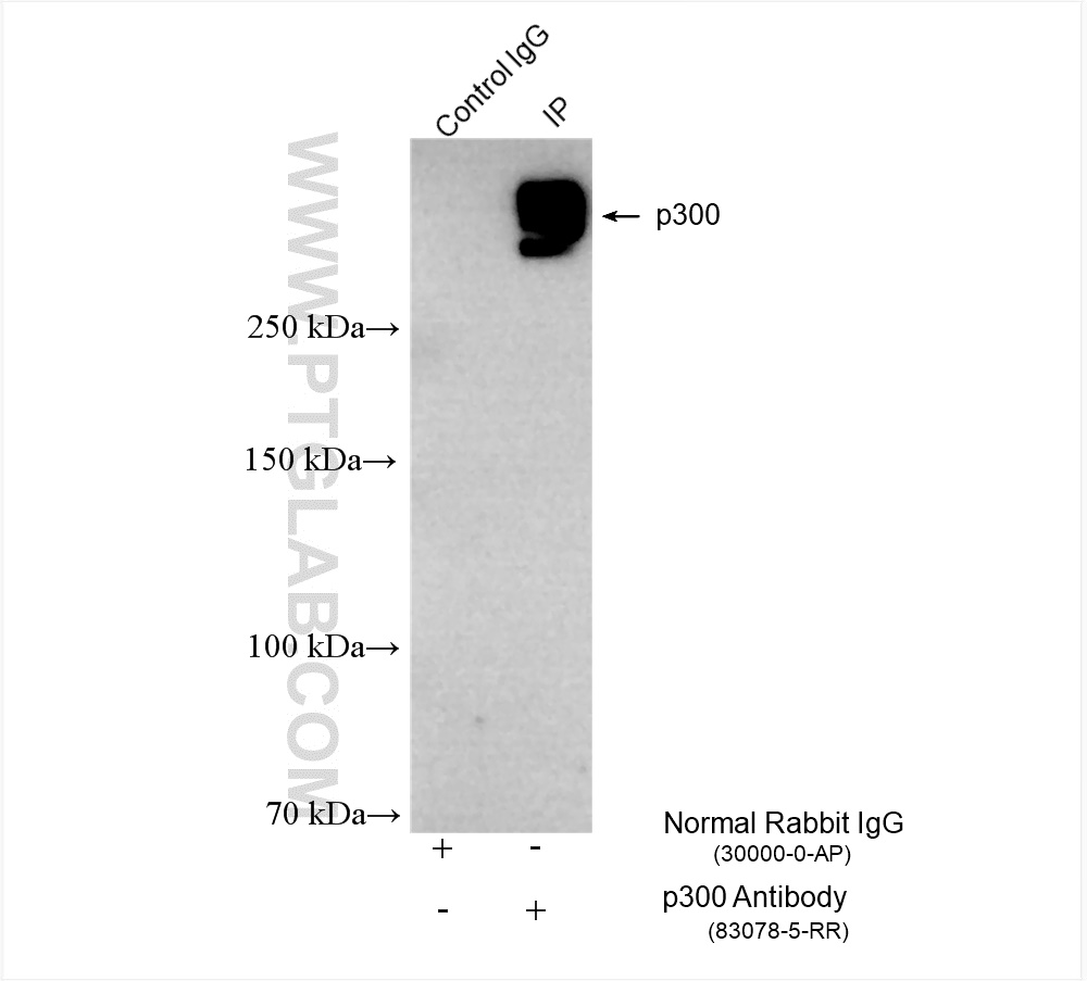 Immunoprecipitation (IP) experiment of HeLa cells using p300 Recombinant antibody (83078-5-RR)