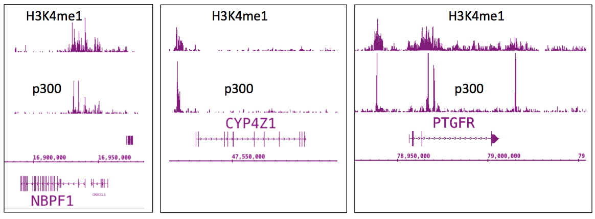 p300 antibody (mAb) tested by ChIP-Seq. ChIP was performed using the ChIP-IT High Sensitivity Kit (Cat. No. 53040) with chromatin from 25 ug LNCaP cel extract and 5 ug of p300 antibody. ChIP DNA was sequenced on the Illumina HiSeq and 6 million sequence tags were mapped to identify p300 binding sites on chromosome 7.