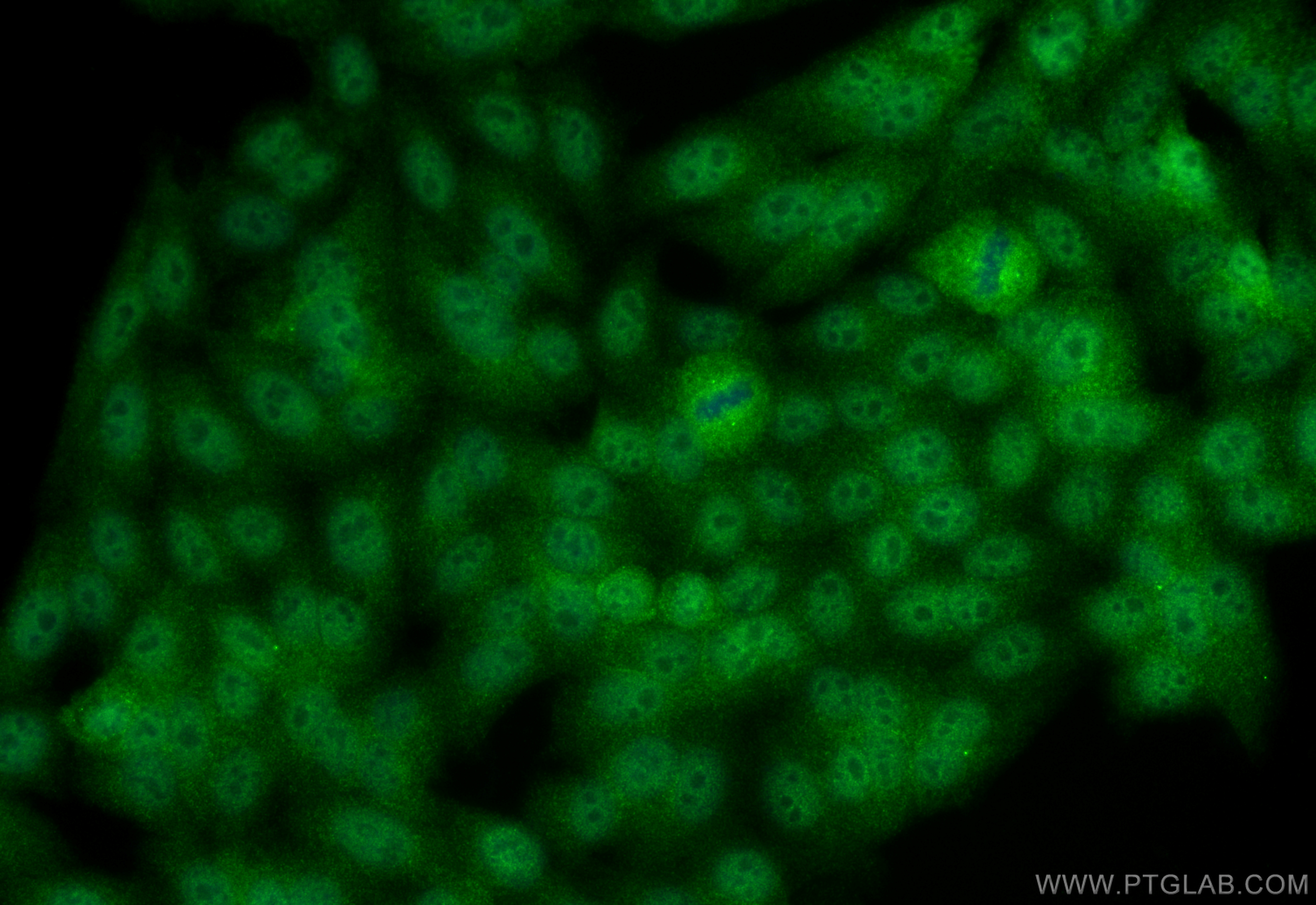 Immunofluorescence (IF) / fluorescent staining of HepG2 cells using p38 MAPK Monoclonal antibody (66234-1-Ig)