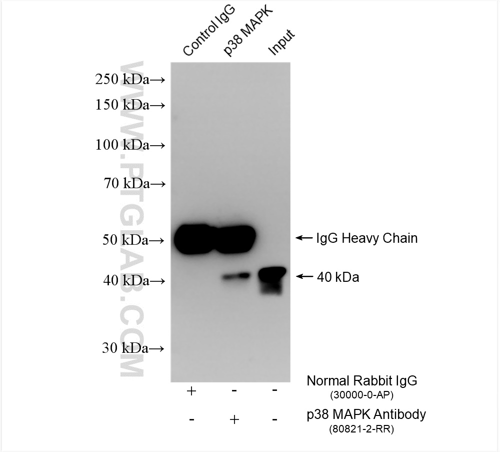 Immunoprecipitation (IP) experiment of HEK-293 cells using p38 MAPK Recombinant antibody (80821-2-RR)