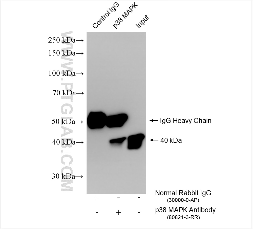 Immunoprecipitation (IP) experiment of HEK-293 cells using p38 MAPK Recombinant antibody (80821-3-RR)