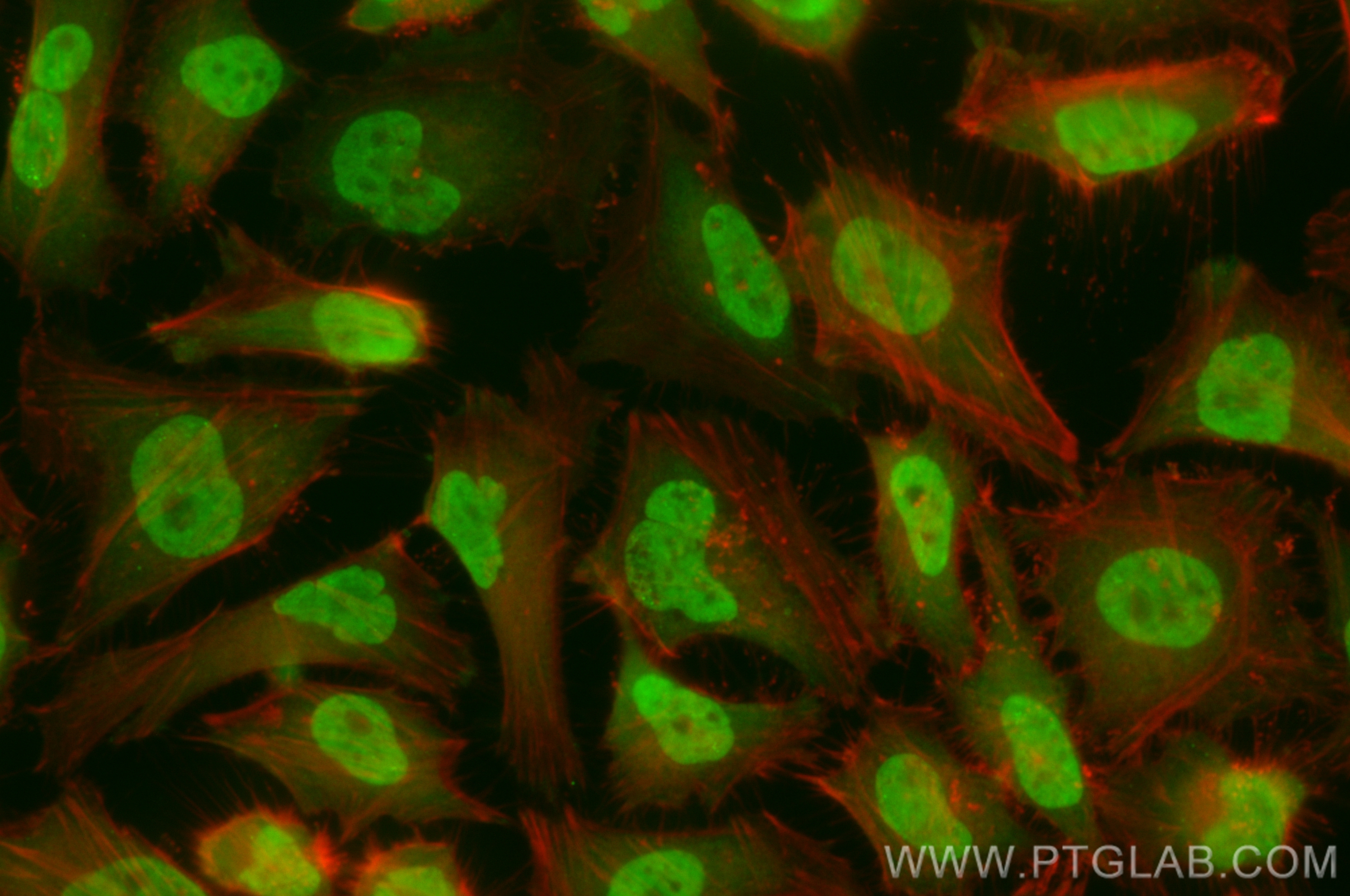 Immunofluorescence (IF) / fluorescent staining of HeLa cells using CoraLite® Plus 488-conjugated p38 MAPK Recombinant (CL488-80821-2)