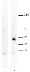 p53 mAb (Clone DO1) tested by Immunoprecipitation. 5 ug of p53 mAb (Clone DO1) was used to immunoprecipitate p53 from 500 ug of camptothecin-treated U2OS nuclear extract (lane 2). 5 ug of mouse IgG was also used as a control (lane 1). The immunoprecipitated protein was detected by western blotting using the same p53 antibody.