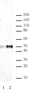 p53 mAb (Clone DO1) tested by Western blot. Western Blot: Nuclear extract of U2OS cells (20 μg) probed with p53 mAb (Clone DO1) (1 ug/ml). Lane 1: No treatment. Lane 2: Cells treated with camptothecin.