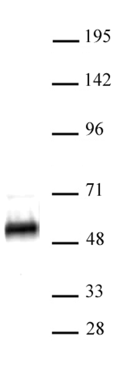 p53 antibody (pAb) tested by Western blot. Detection of p53 by Western blot. HEK293 nuclear extract (30 ug) probed with p53 antibody at a 1:500 dilution.