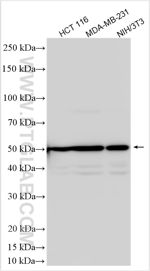 Western Blot (WB) analysis of various lysates using p57Kip2 Monoclonal antibody (66794-1-Ig)