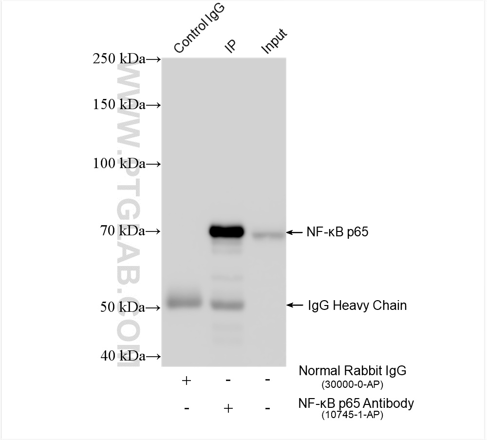 Immunoprecipitation (IP) experiment of HeLa cells using NF-κB p65 Polyclonal antibody (10745-1-AP)