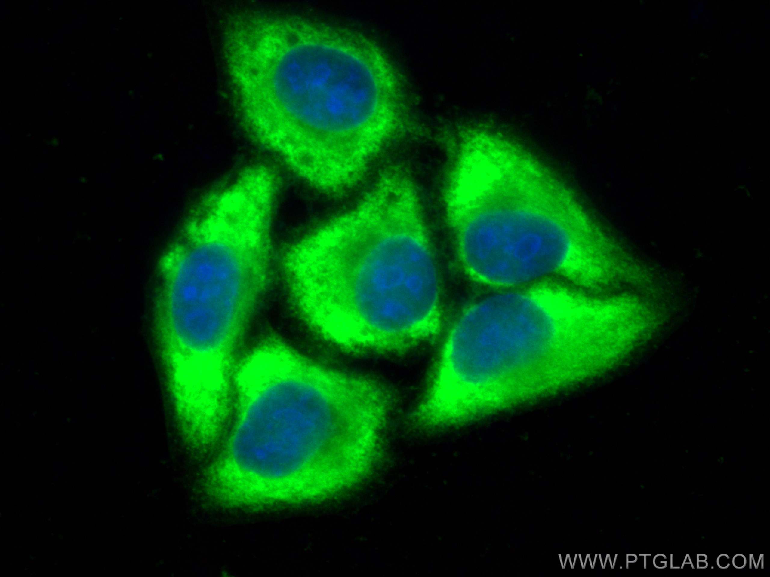 Immunofluorescence (IF) / fluorescent staining of HepG2 cells using CoraLite® Plus 488-conjugated peroxiredoxin 2 Poly (CL488-10545)