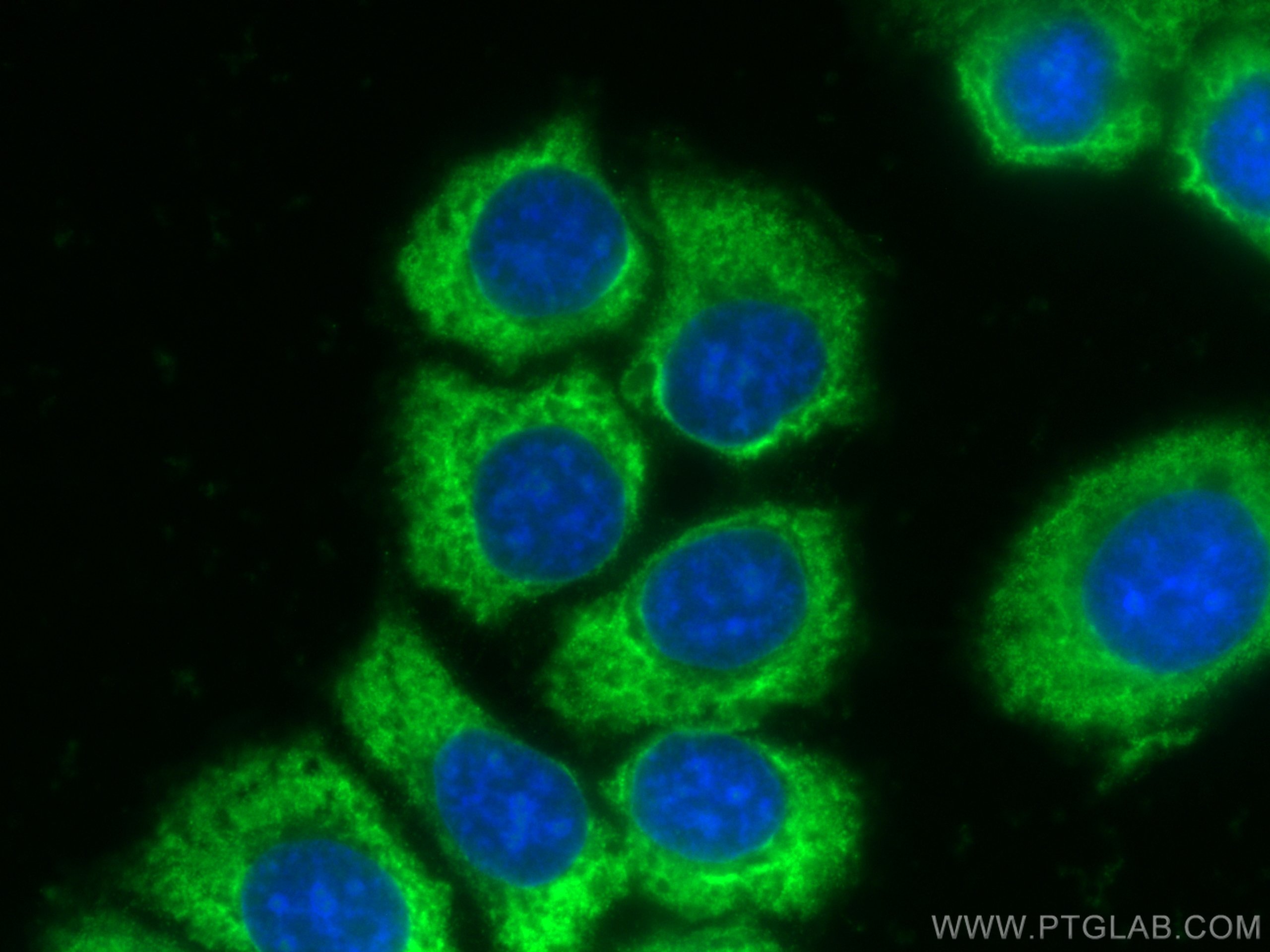 Immunofluorescence (IF) / fluorescent staining of MCF-7 cells using CoraLite® Plus 488-conjugated peroxiredoxin 2 Mono (CL488-60202)