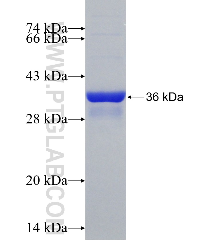 pik3r6 fusion protein Ag30926 SDS-PAGE