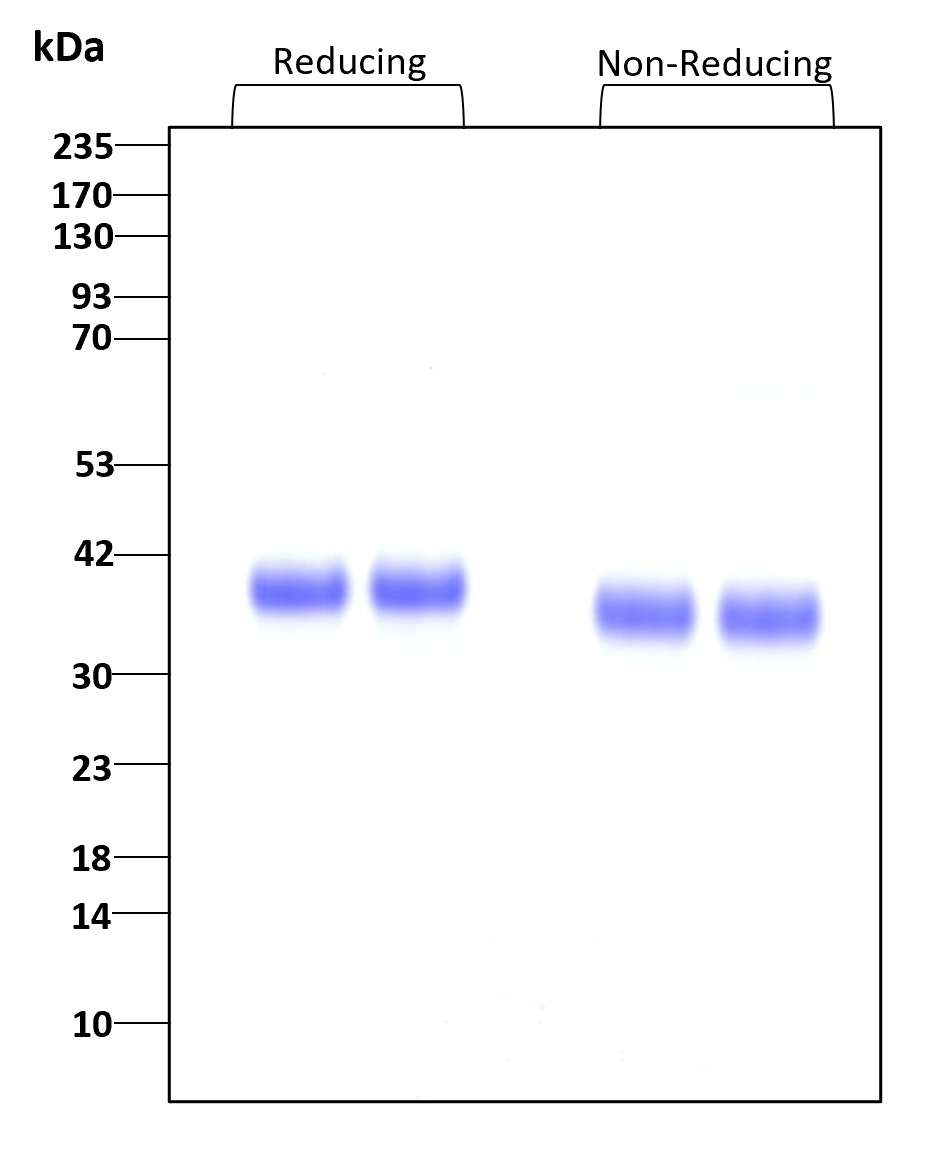 Purity of GMP-grade recombinant human IL-34 was determined by SDS- polyacrylamide gel electrophoresis. The protein was resolved in an SDS- polyacrylamide gel in reducing and non-reducing conditions and stained using Coomassie blue.
