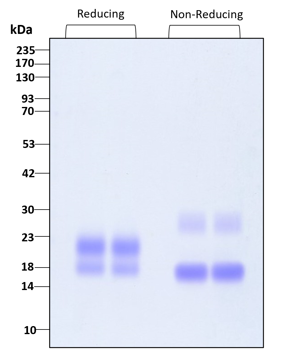Purity of recombinant human VEGF-C was determined by SDS- polyacrylamide gel electrophoresis. The protein was resolved in an SDS- polyacrylamide gel in reducing and non-reducing conditions and stained using Coomassie blue.